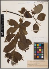 Foto von Salix caprea L.